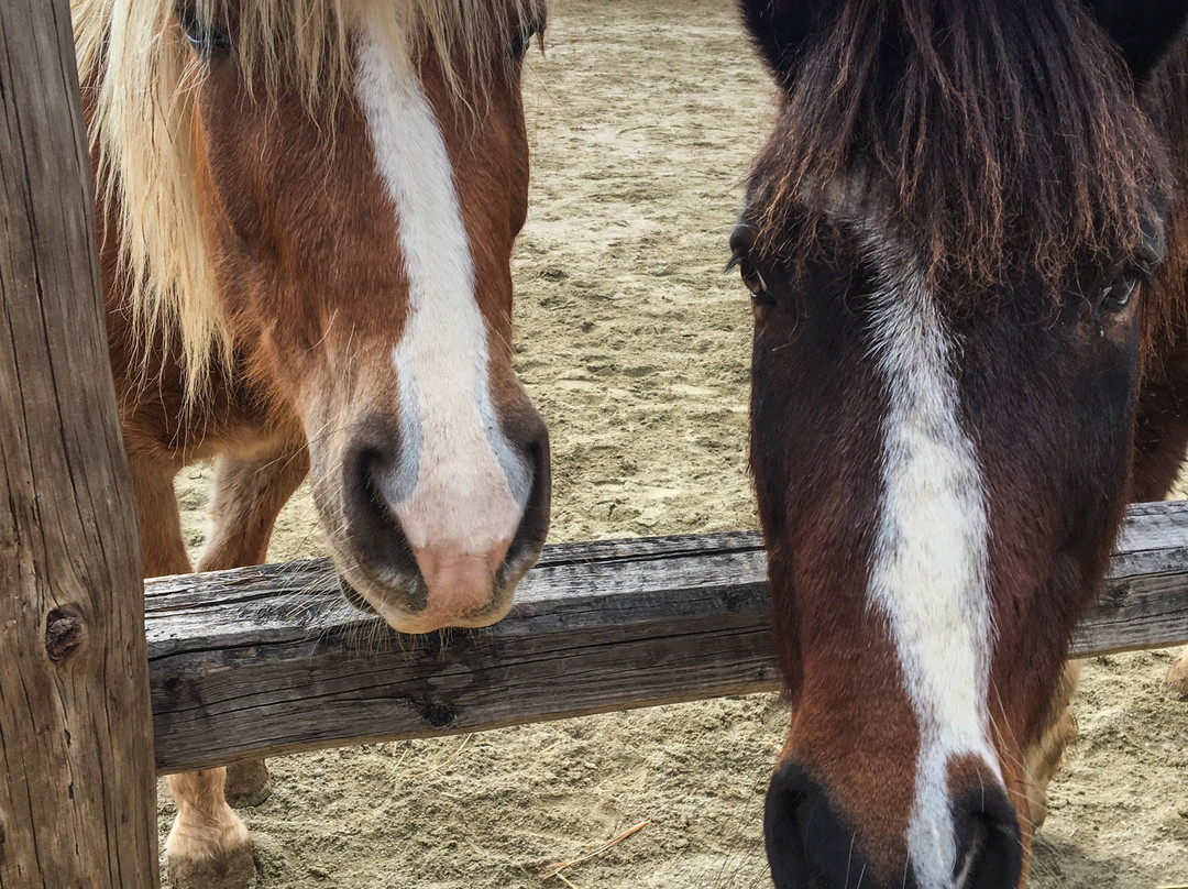 Gregs Spetses Horses景点图片