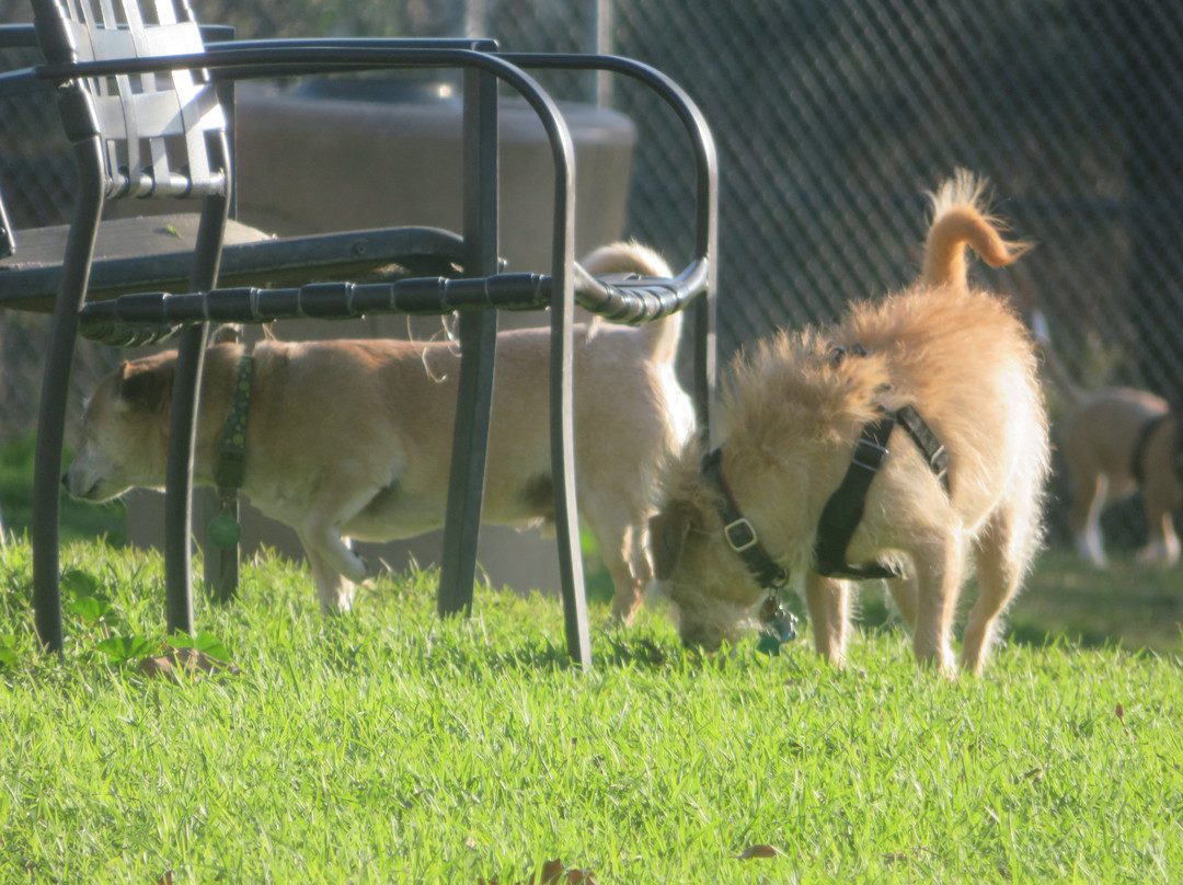 Dog Park - Morgan Hill-摩根希尔必去景点