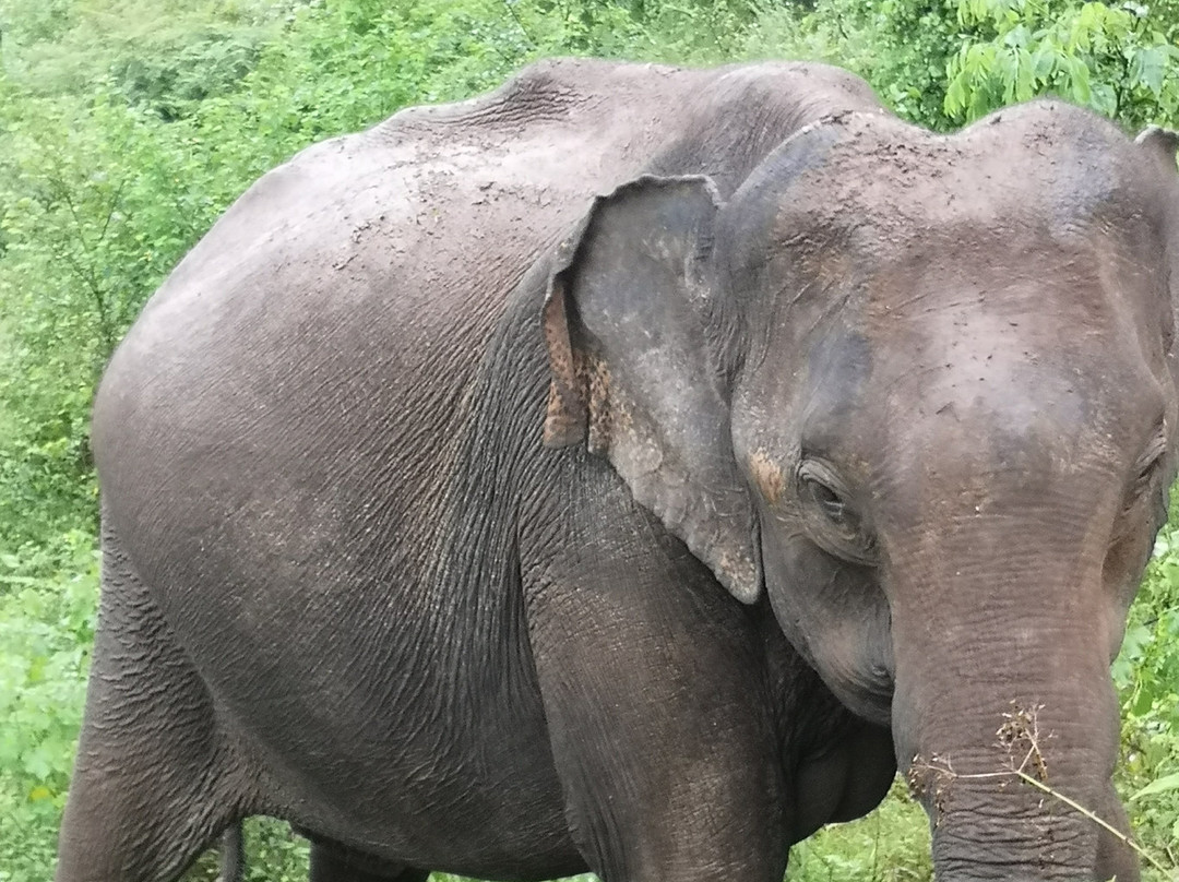 Udawalawe Safari by Leel.-乌达瓦拉瓦必去景点