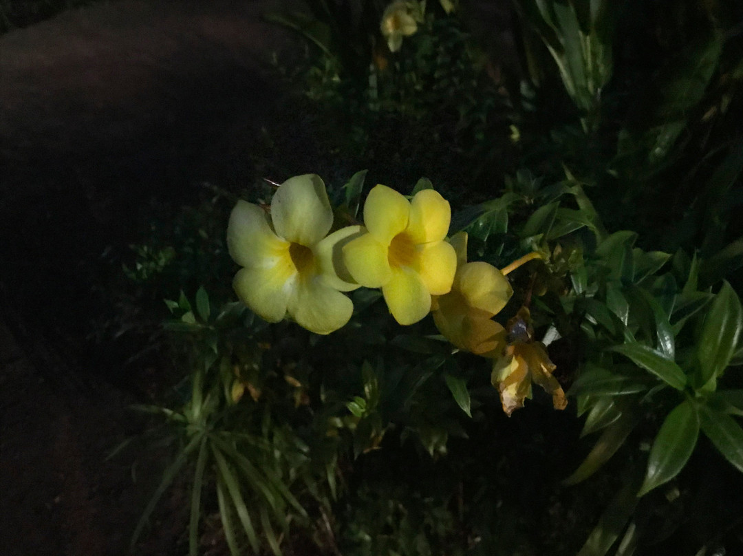 Dhuri Homestays主图