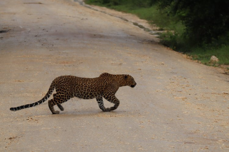 safari in srilanka景点图片