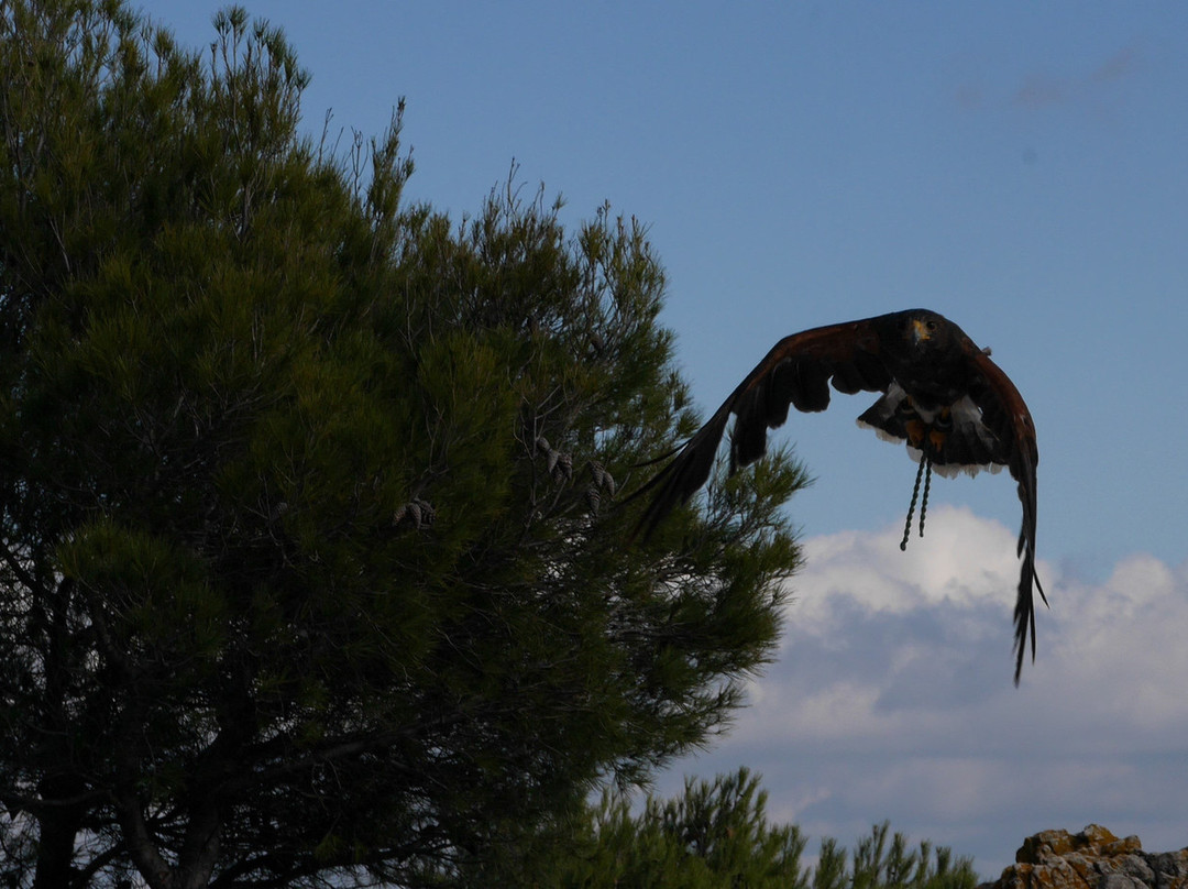 Garden of Eagles (Jardin de Las Aguilas)景点图片