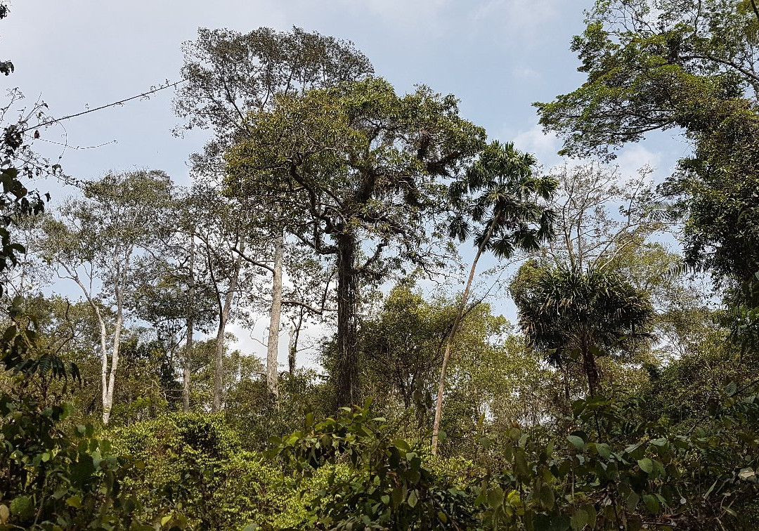 Way Kambas National Park-Lampung必去景点