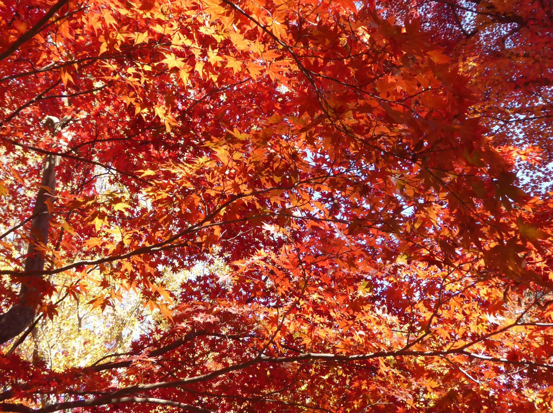 Saijosan Park Momiji Yama-肉粟市必去景点