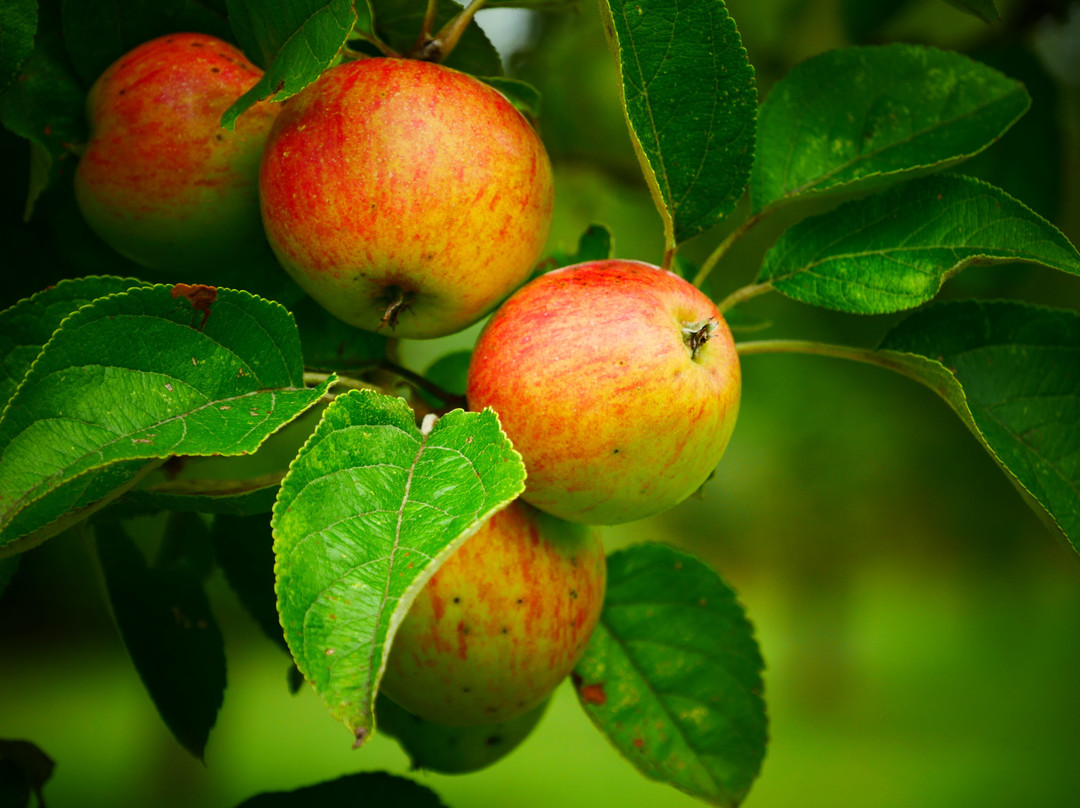 Les Vergers de Kermao-Gouesnach必去景点