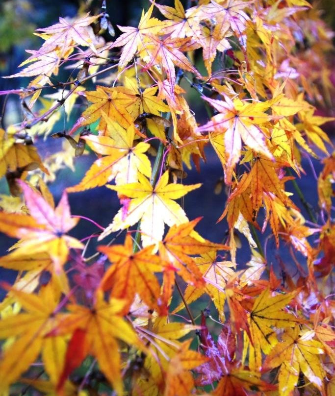 Nagaoka Park-宇都宫市必去景点