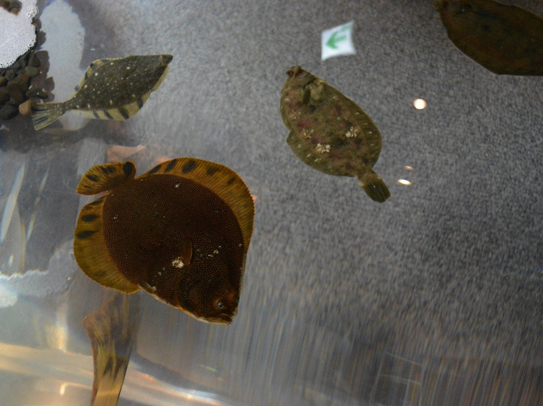 Puku Puku Aquarium Honten-钏路町必去景点