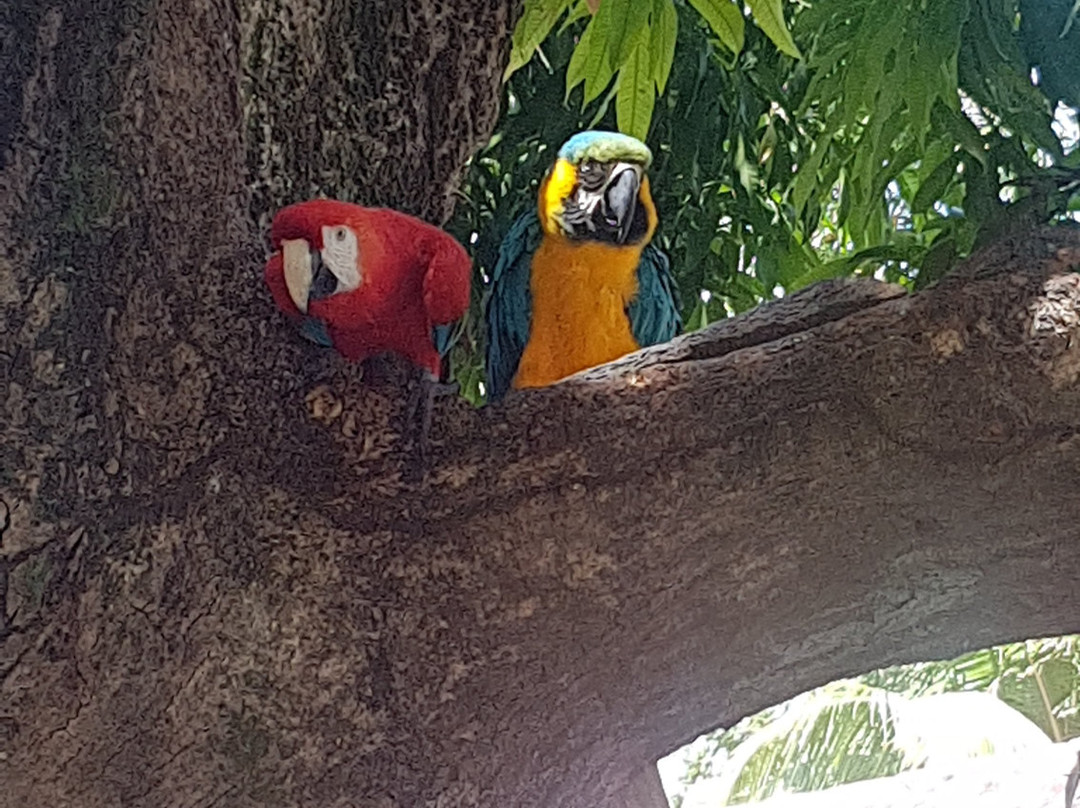 Araruna Farm-Soure必去景点