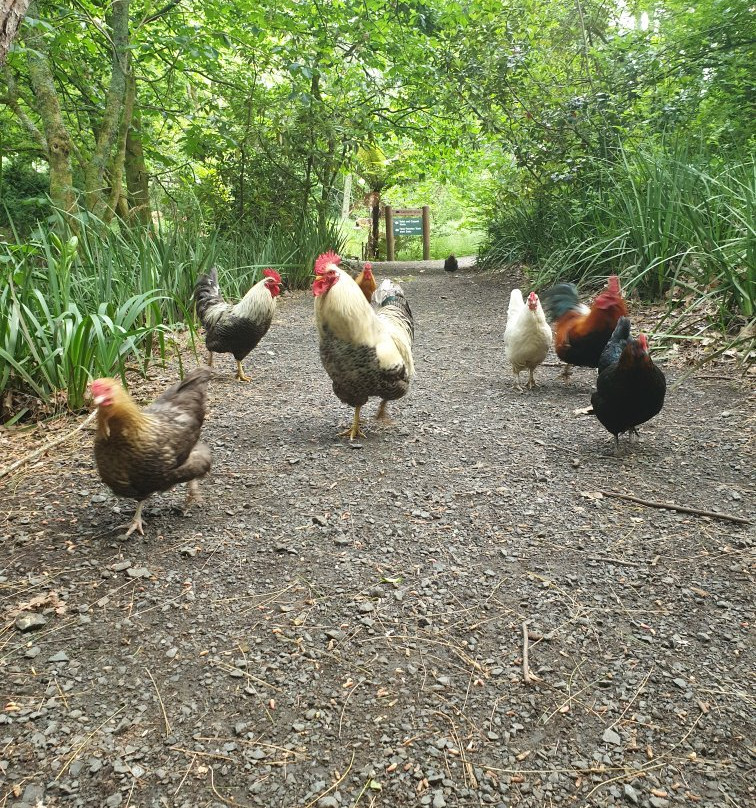 Taitua Arboretum-汉密尔顿必去景点