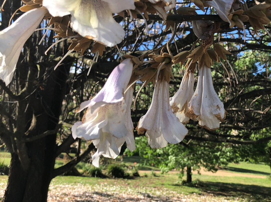 卡萨露娜美食住宿主图