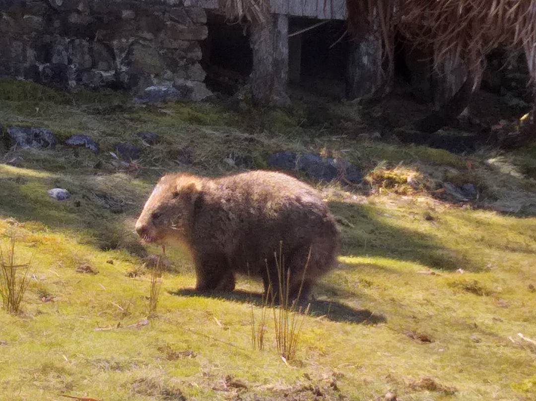 McDermott's Coaches-摇篮山圣克莱尔湖国家公园必去景点