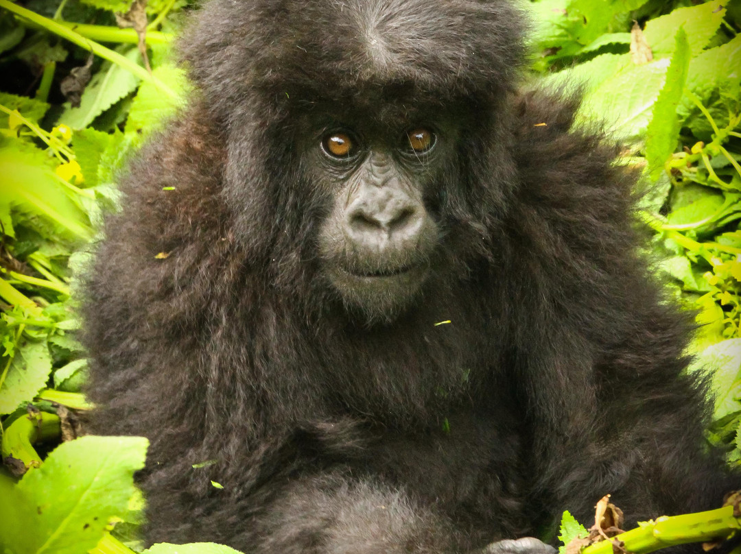 Virunga National Park - Mount Nyiragongo & Mountain Gorilla Treks-Goma必去景点