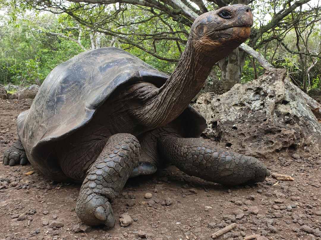 Galapaguera de Cerro Colorado景点图片