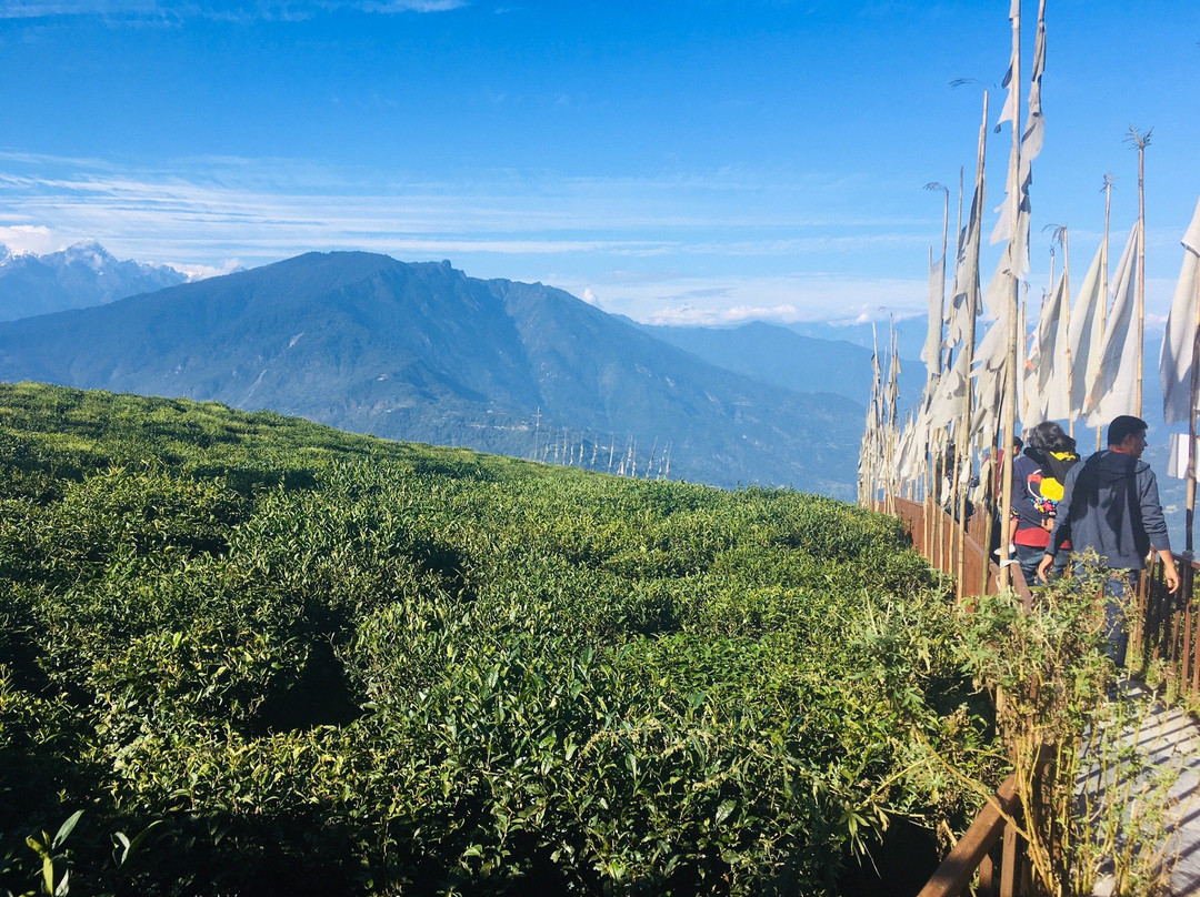 Temi Tea Garden-Temi必去景点