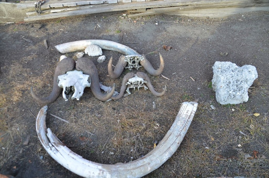 Sovetskaya Mountain-Wrangel Island必去景点