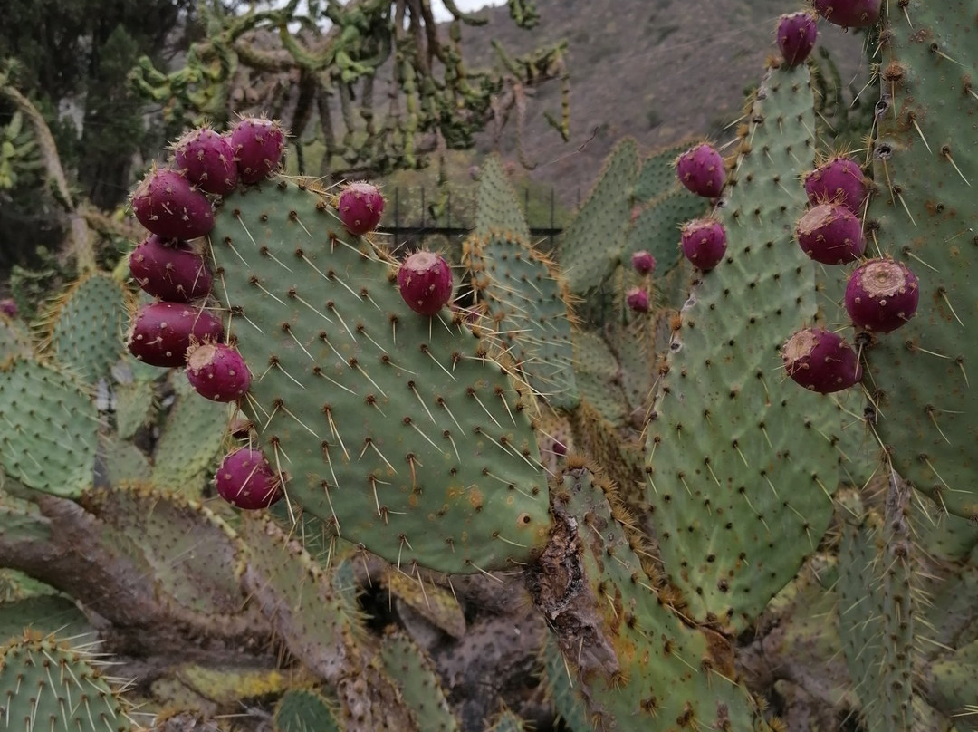 Jardín Botánico Viera y Clavijo景点图片