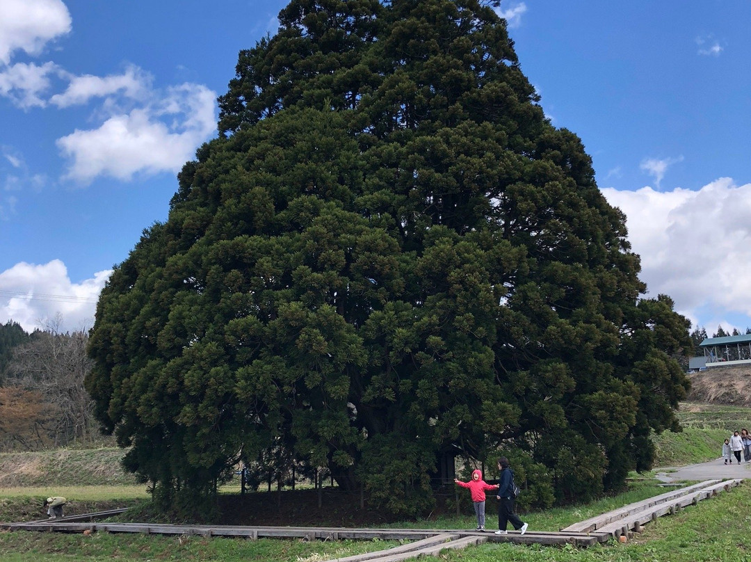 Tall Cedar Tree in Kosugi景点图片