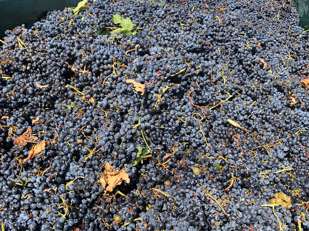 Brestovitsa Winery-Brestovitsa必去景点