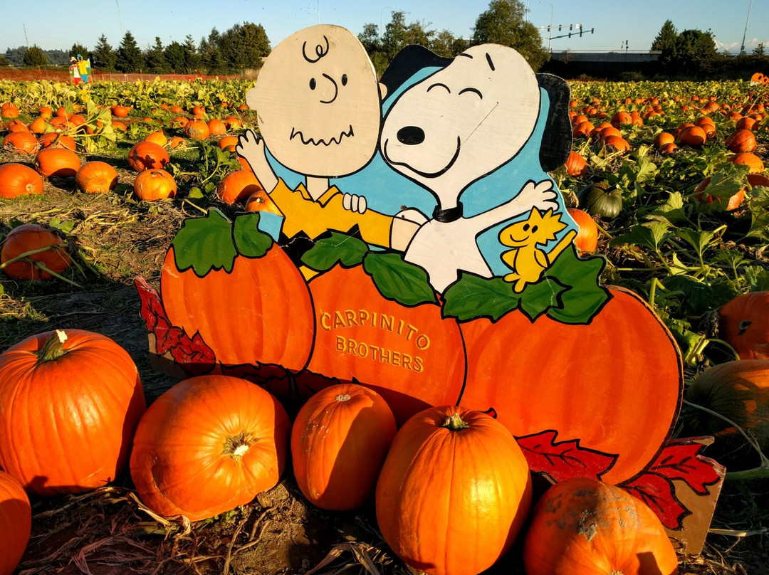 肯特旅游景点-Carpinitos Pumpkin Patch