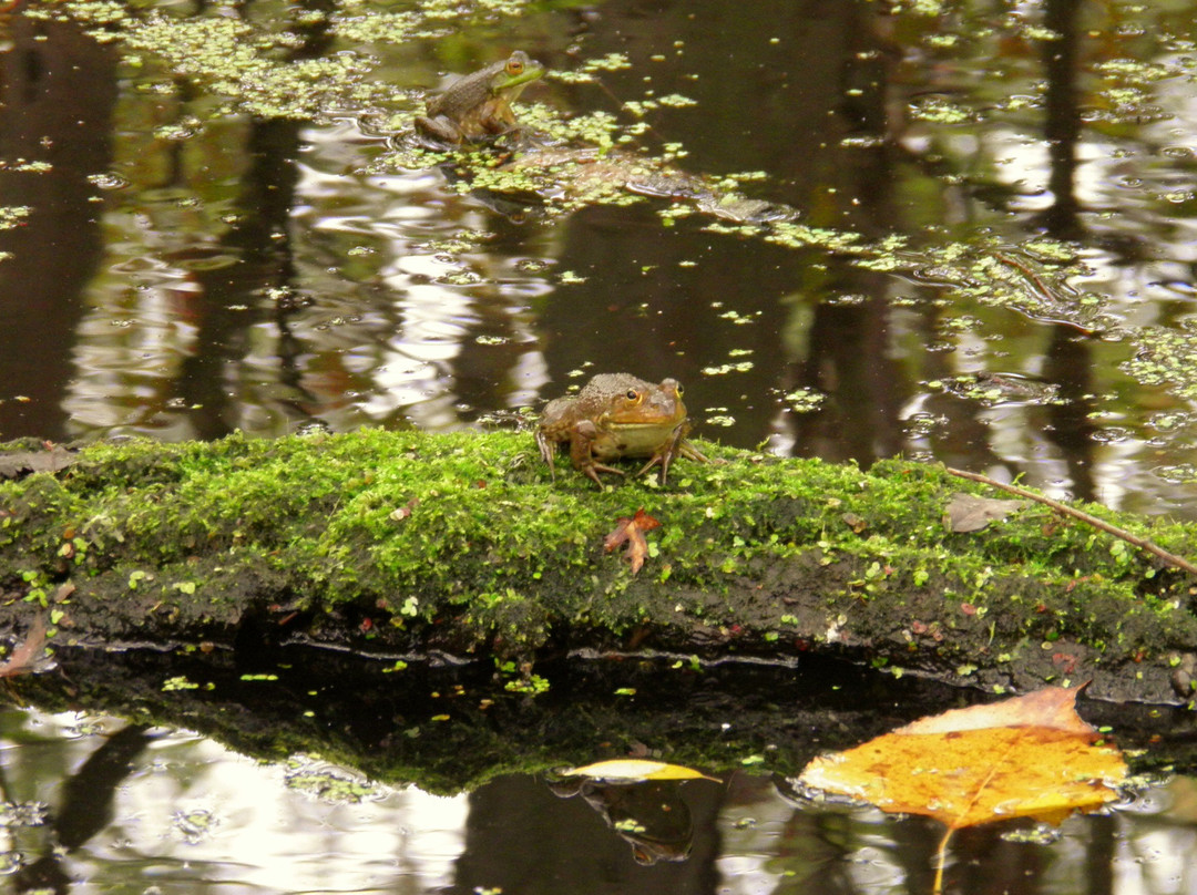 Holiday Beach Conservation Area-阿默斯特堡必去景点
