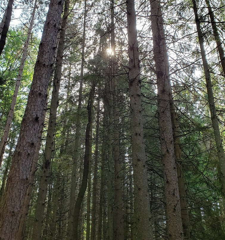 Highland Forest-Fabius必去景点