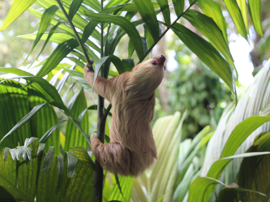 Greentique Costa Rica Tours景点图片