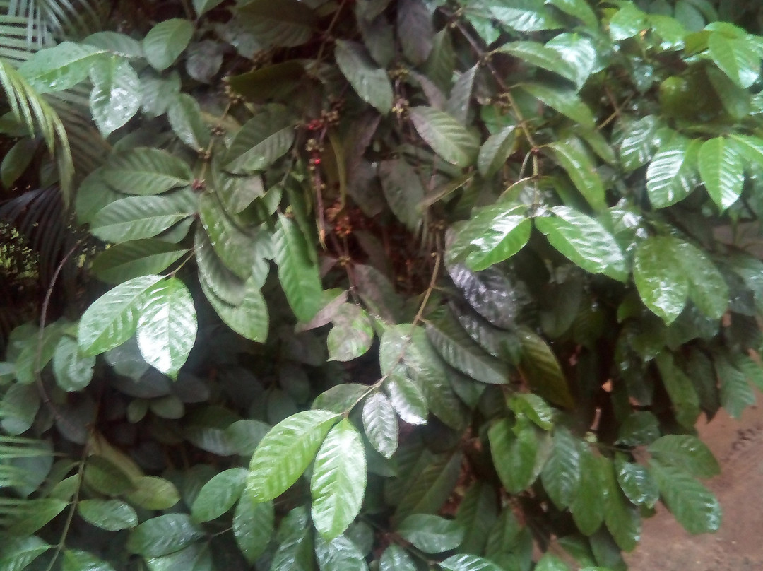 New Ranweli Spice Garden景点图片
