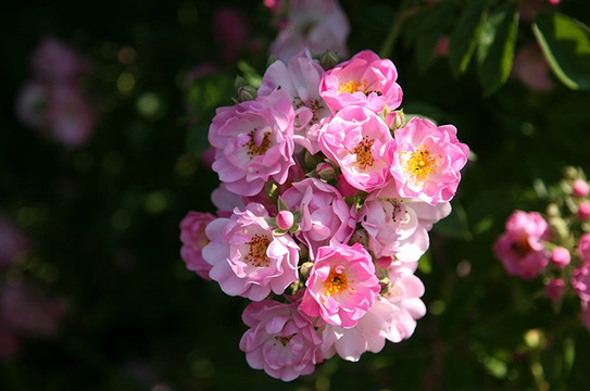 Richard Huber AG-Dottikon必去景点