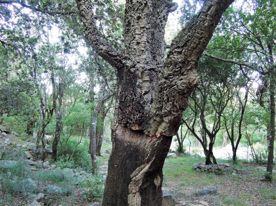 Foresta Demaniale dei Sette Fratelli-Sinnai必去景点