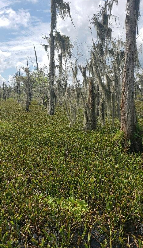Bayou Black Airboat Swamp Tours景点图片