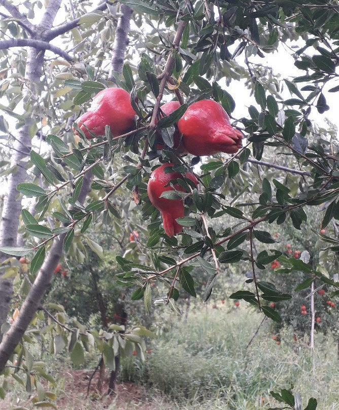 Baglio delle Rose主图