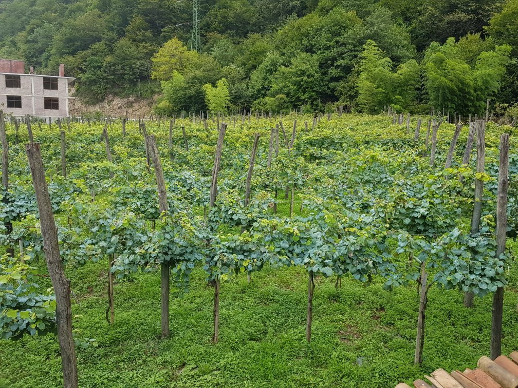 Adjarian Wine House-Khelvachauri必去景点