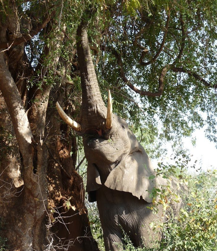 Lower Zambezi National Park景点图片