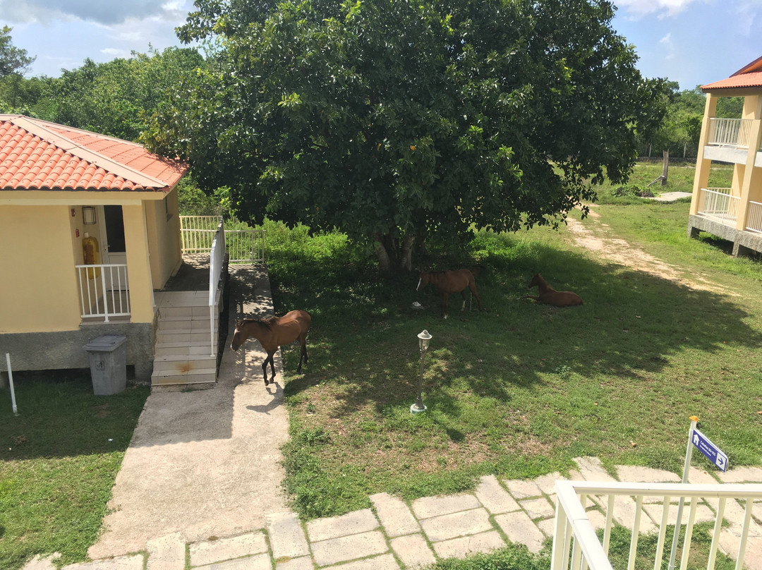 Maria La Gorda主图