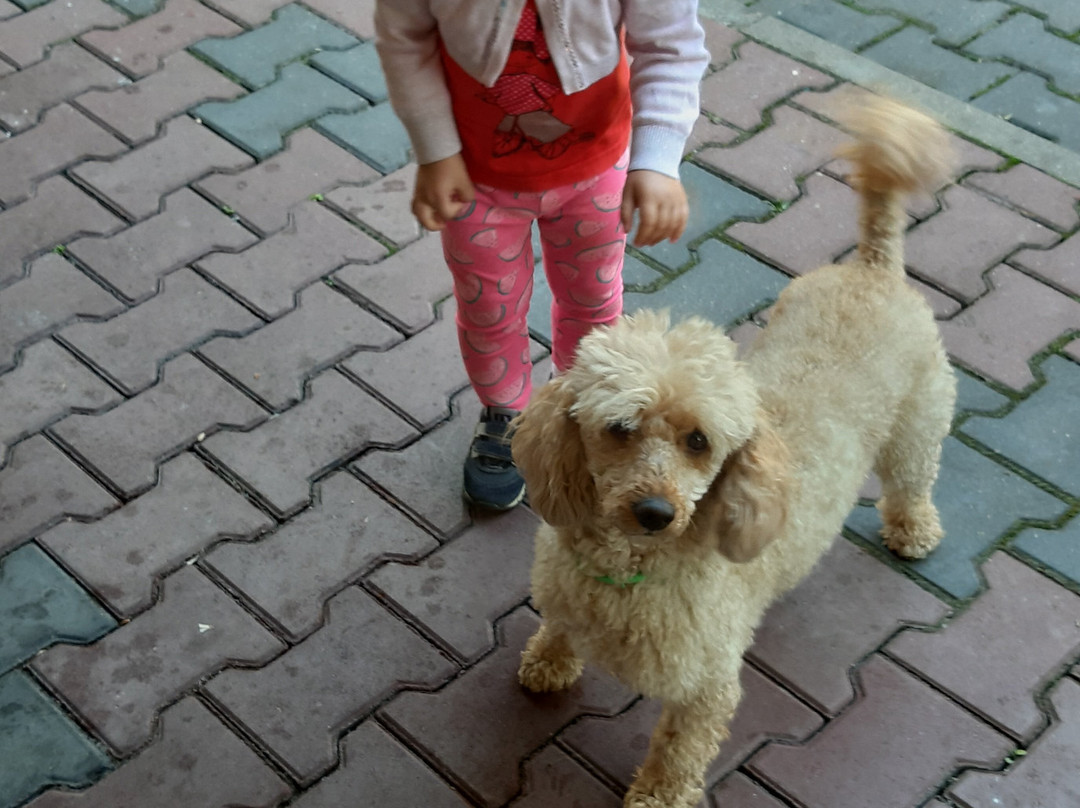 U Olgi