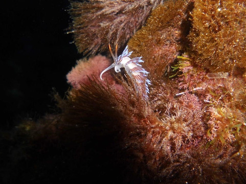 Tauchschule Poseidon Menorca-米诺卡必去景点