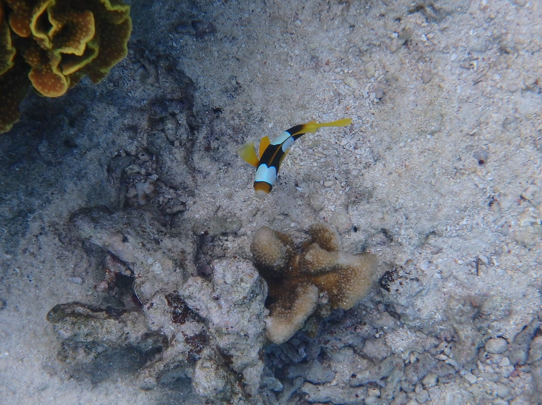 Poe Beach-Bourail必去景点
