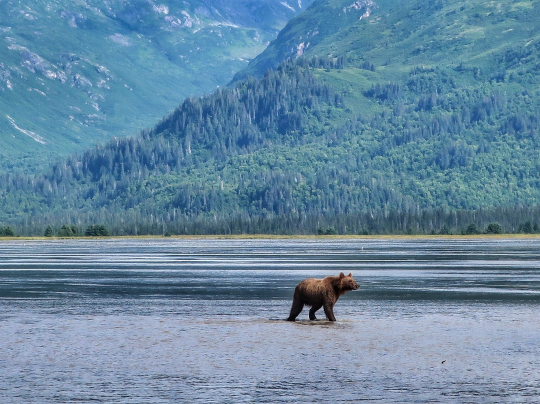 Alaska Bear Adventures景点图片