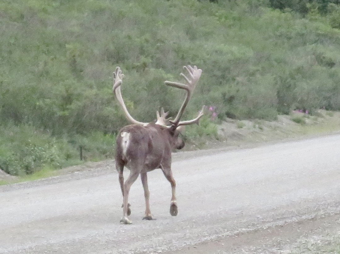 Denali Natural History Tour景点图片