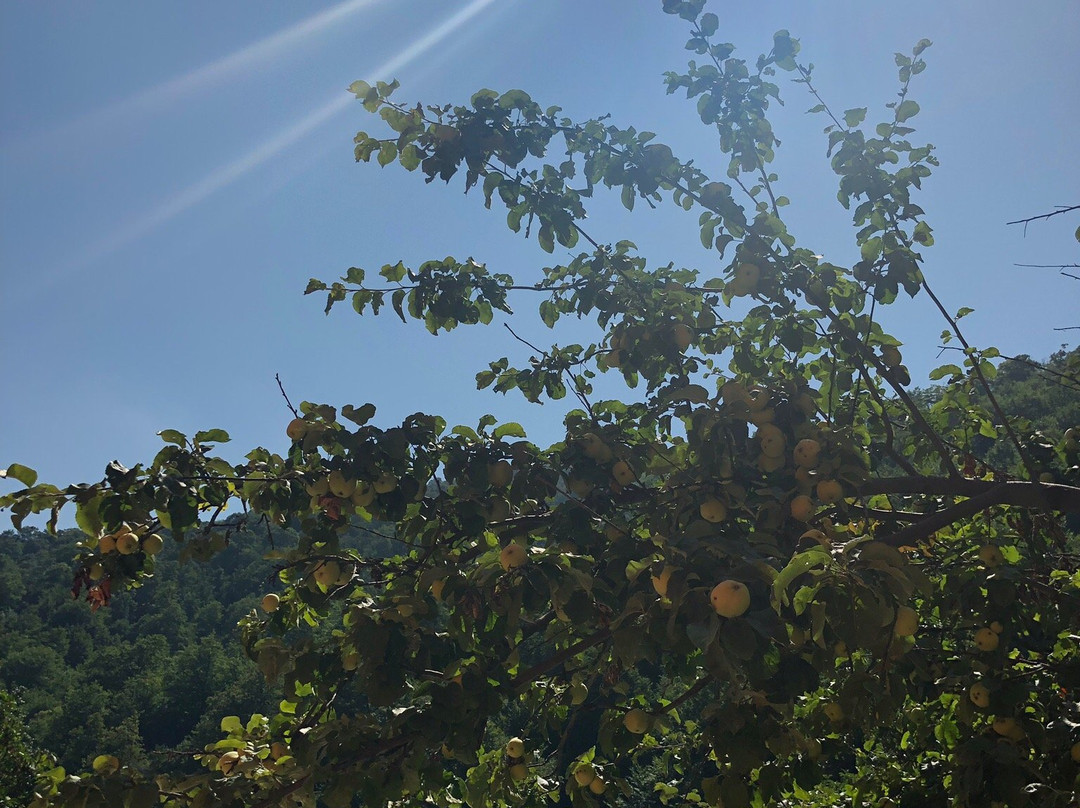 Ariana Family Hotel主图