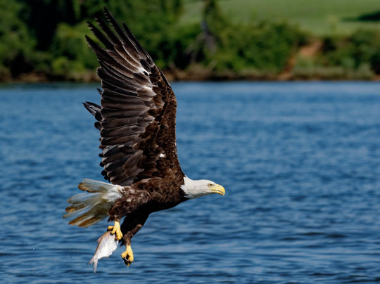 Discover the James Bald Eagle Tours-里士满必去景点