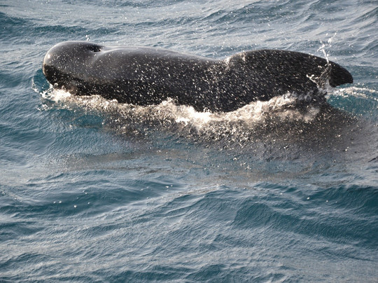 Whale Watch Tarifa-塔里法必去景点
