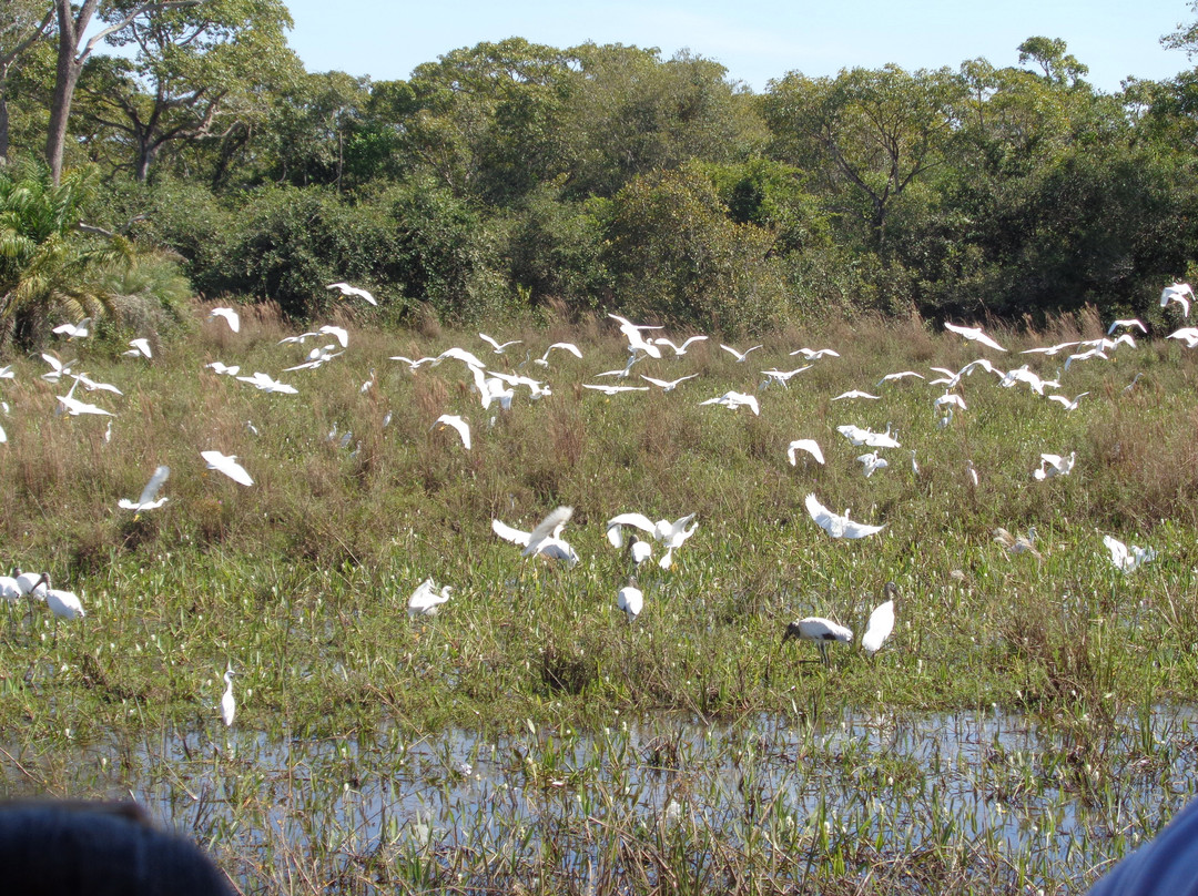 Parque Nacional do Pantanal Matogrossense景点图片