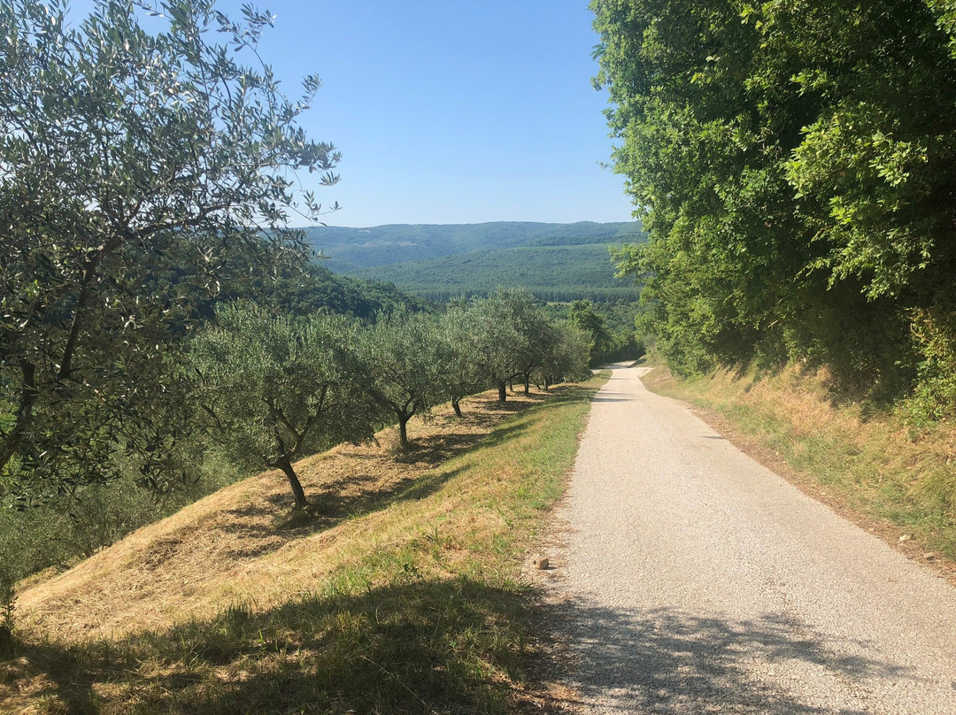 Montona Tours - Rent a Bike Point Motovun-Motovun必去景点