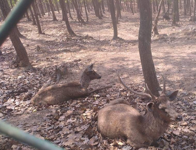 Deer Park景点图片