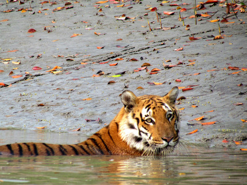 Lets Meet Up Sundarban-Gosaba必去景点