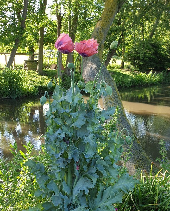 Goss Hall Bed & Breakfast主图