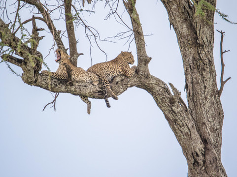 Venture Harmony Safaris Ltd.