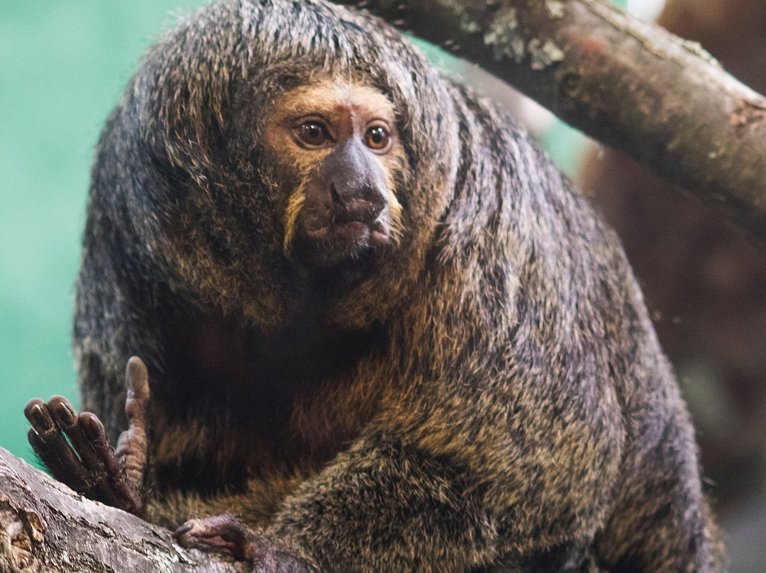 Korkeasaari Zoo-赫尔辛基必去景点