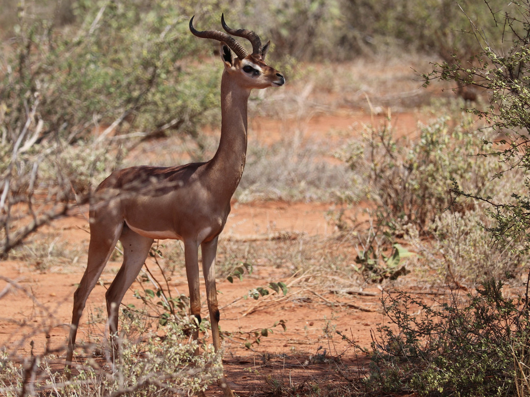 Jorim Tours And Safaris Day Tours-蒙巴萨必去景点